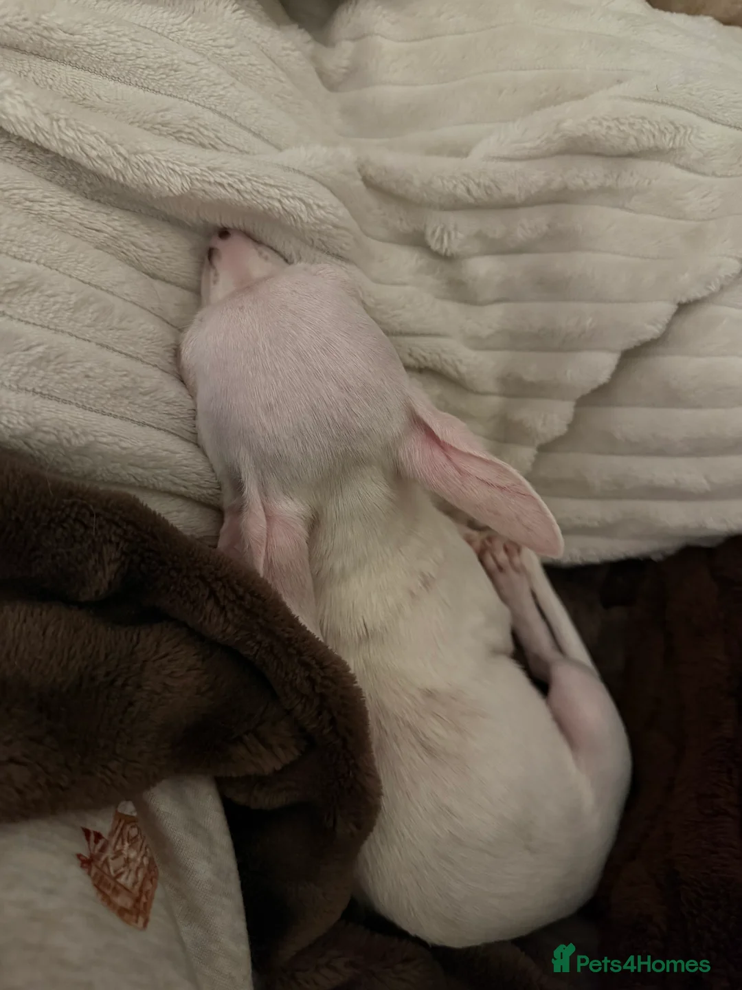 Chihuahua dogs for sale: URGENT REHOMING MALE CHIHUAHUA PUP - Advert 8