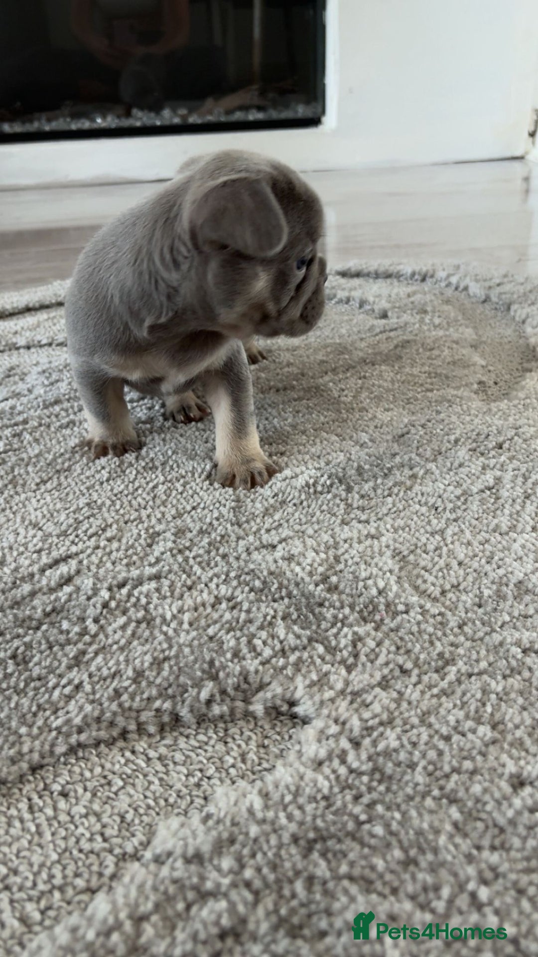 French Bulldog dogs for sale: French Bulldog puppies -fluffy & fluffy carriers✨ - Image 9