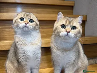 Scottish Fold cats TICA Active Golden Scottish Fold/ Straight boys - Advert 1