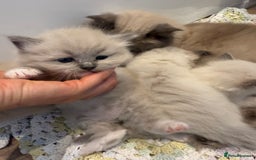 Ragdoll cats for sale: Stunning mink Ragdoll baby’s! 🩶🐱🩶 - Image 6