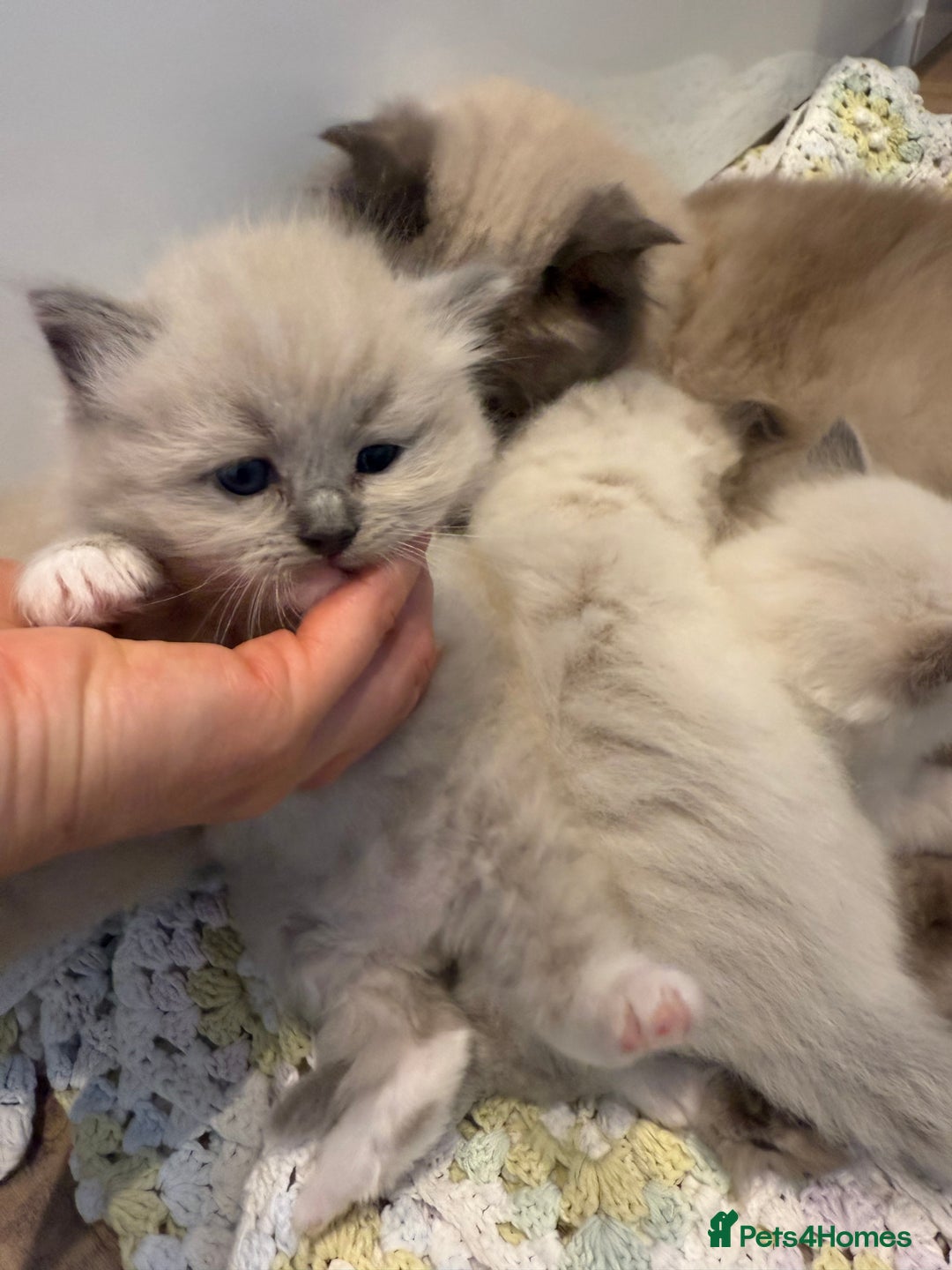 Ragdoll cats for sale: Stunning mink Ragdoll baby’s! 🩶🐱🩶 - Image 6