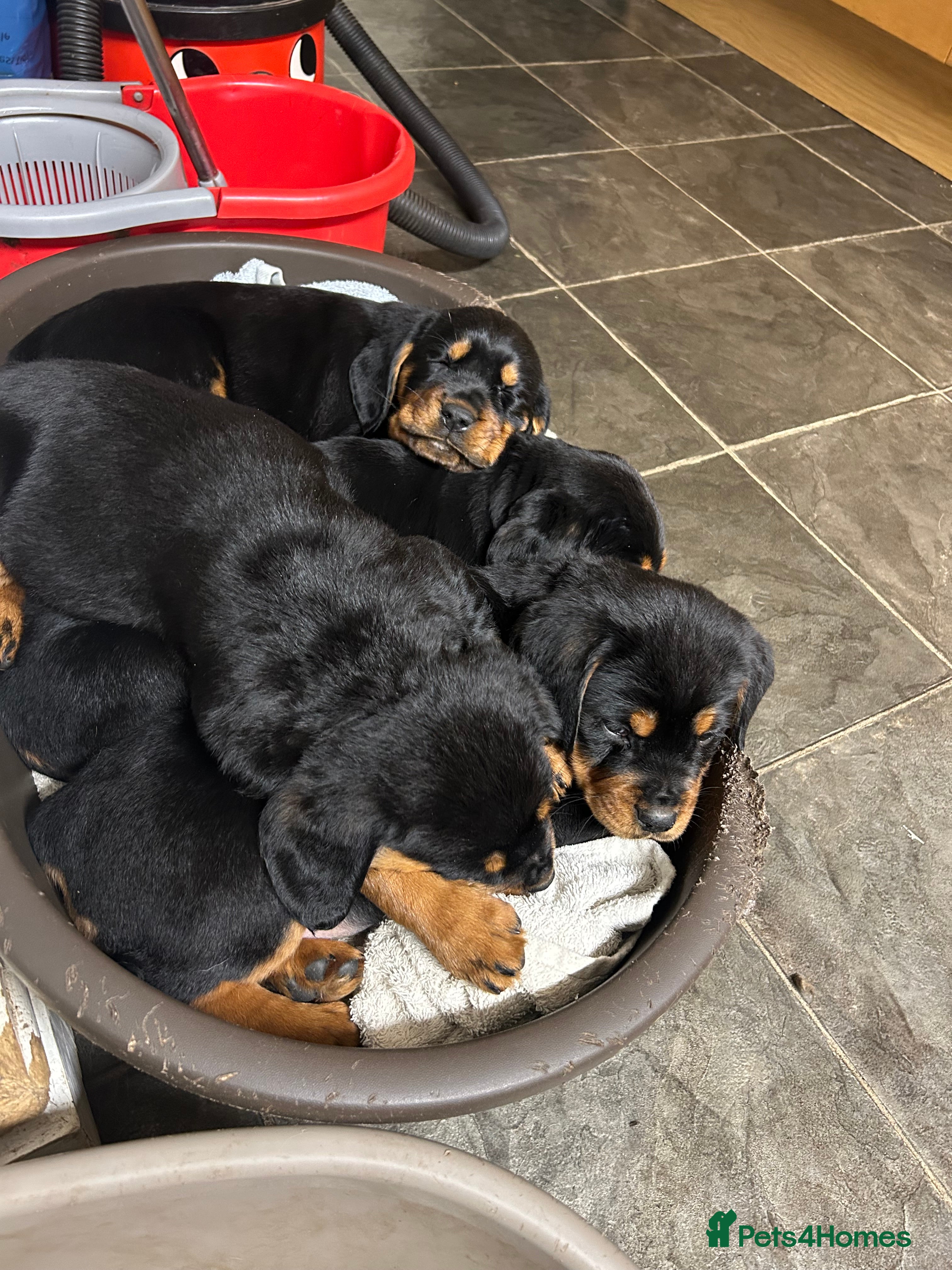 Mixed Breed dogs Cocker spaniel/Rottweiler  - Advert 1