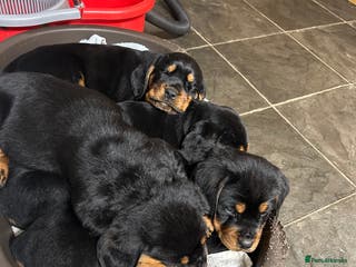 Mixed Breed dogs Cocker spaniel/Rottweiler - Advert 1