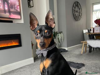 Miniature Pinscher dogs Miniature pinscher stud in Shildon - Advert 1