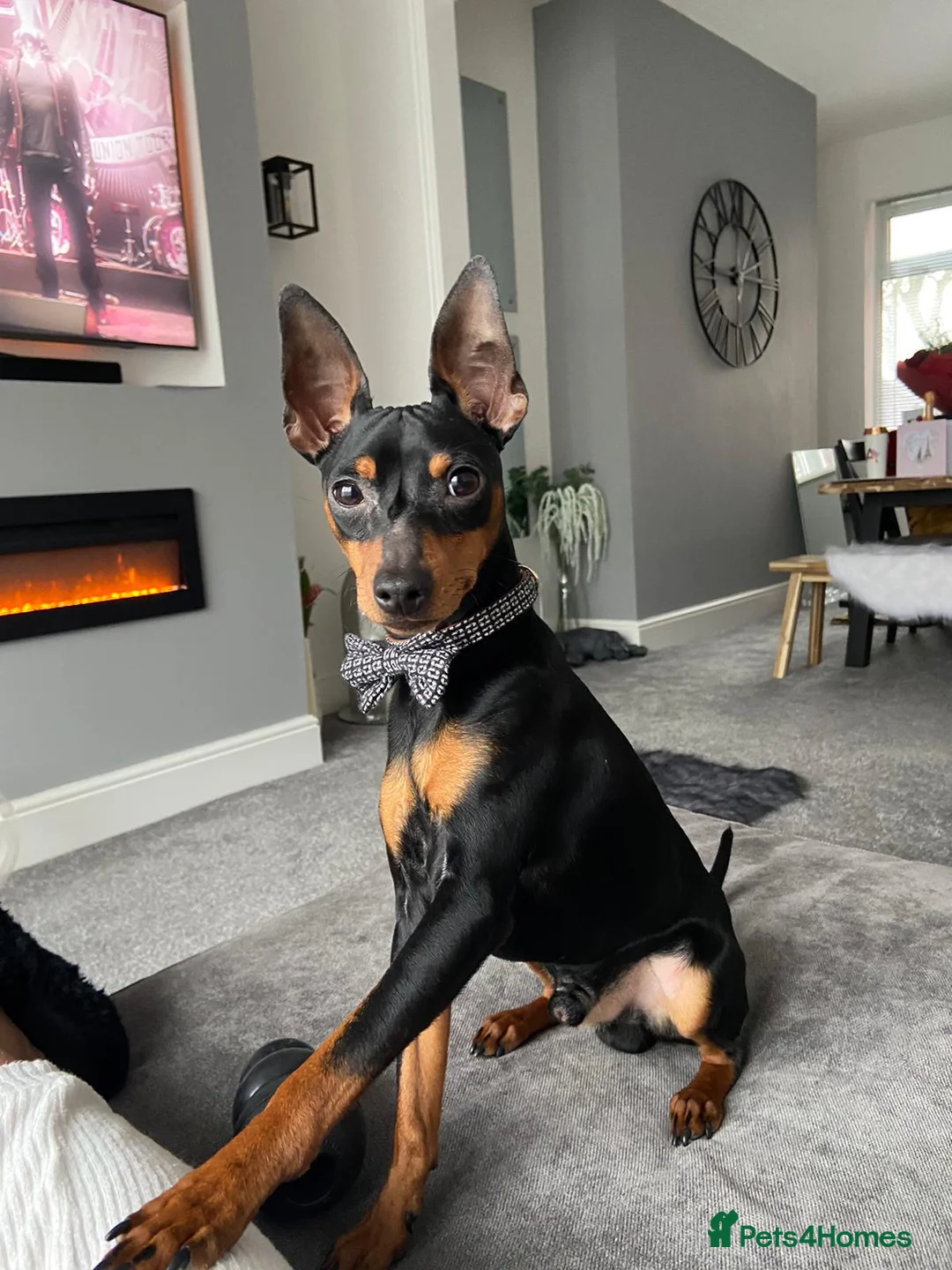 Miniature Pinscher dogs for stud: Miniature pinscher stud in Shildon - Advert 1
