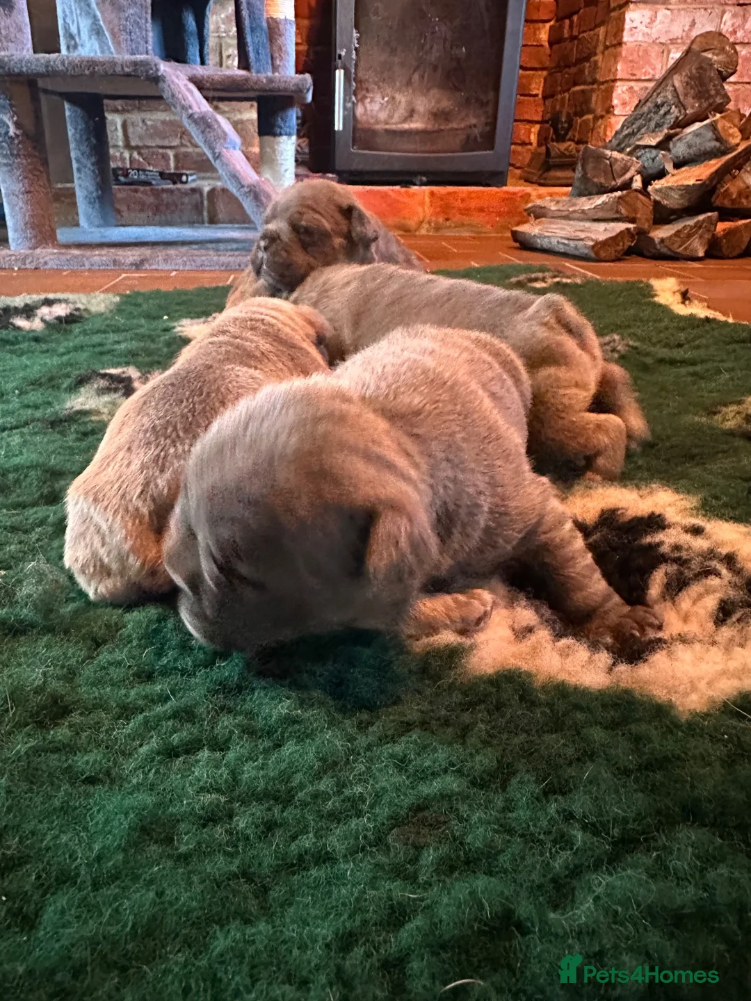 French Bulldog dogs for sale: KC REG genetic tested French bulldog puppies  - Advert 2