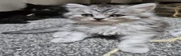 British Longhair cats for sale: BLH AND BSH kittens - Advert 5