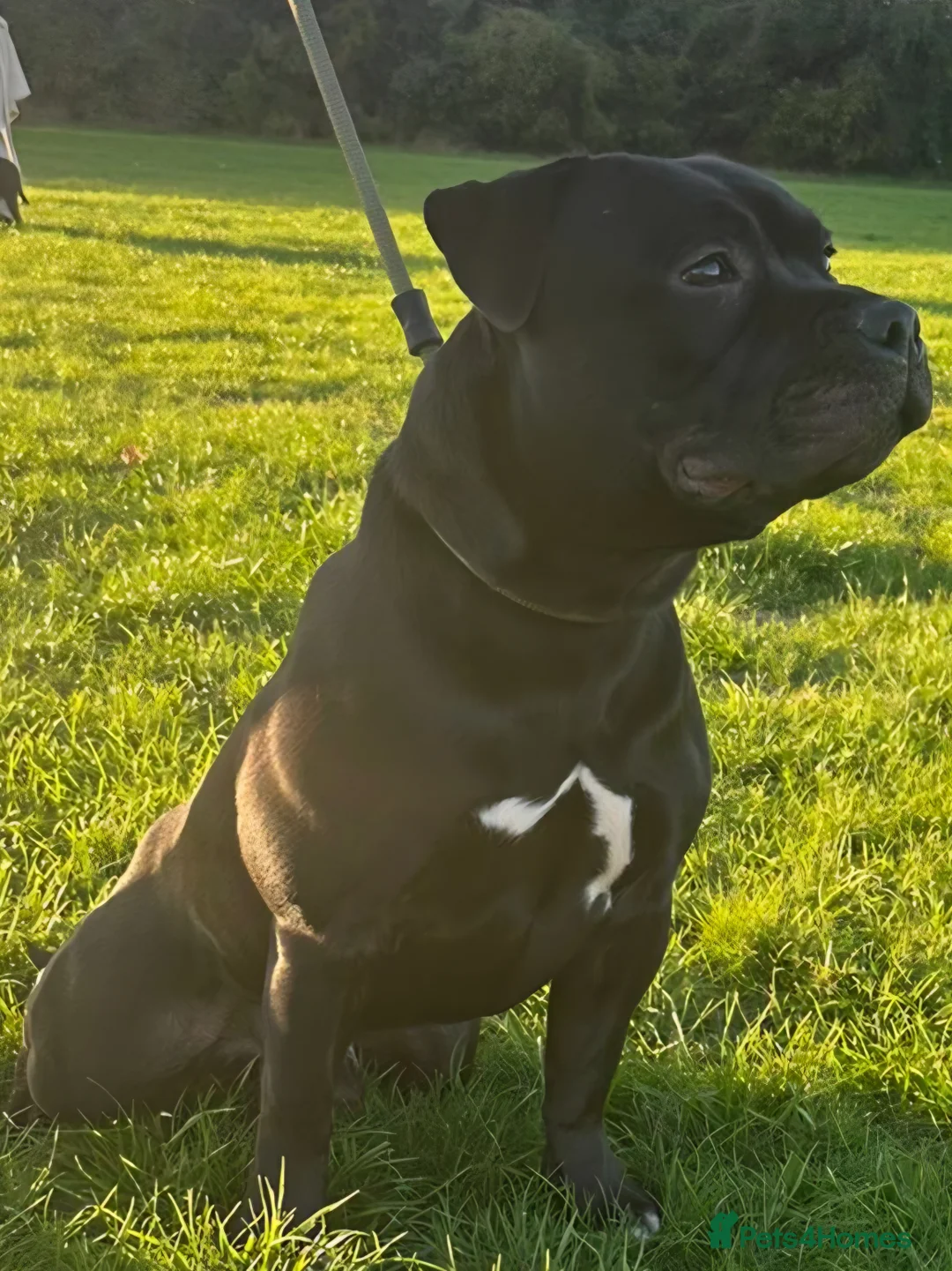 Staffordshire Bull Terrier dogs for sale: Black KC Reg Staffordshire Bull Terrier Male - Advert 2