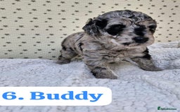 Labradoodle dogs for sale: 10 F1b labradoodles  - Image 7