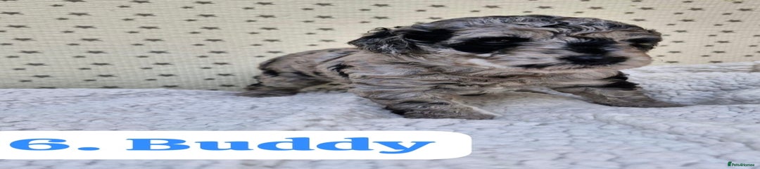 Buddy Labradoodle Puppy 6