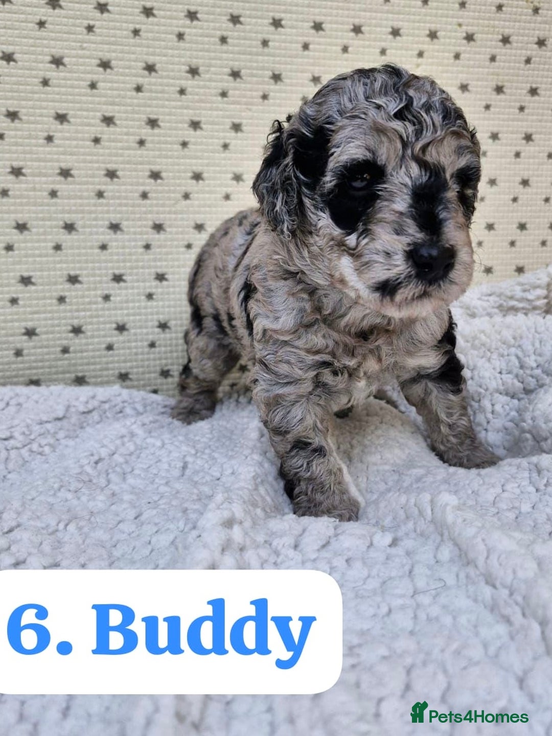 Labradoodle dogs for sale: 10 F1b labradoodles  - Image 7