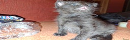 Mixed Breed cats for sale: Beautiful kittens for sale.  - Advert 15