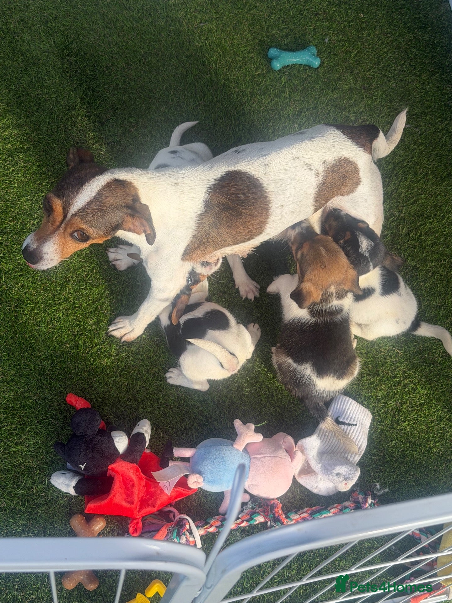 Jack Russell dogs 5 beautiful Jack Russell puppies  - Advert 1