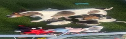 Jack Russell dogs for sale: 5 beautiful Jack Russell puppies  in Wickford - Advert 1