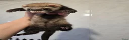 Ferret rodents for sale: Friendly Ferret Girls - Advert 5