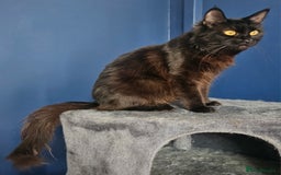 Maine Coon cats for sale: Fantastic XL Main Coons  - Image 4