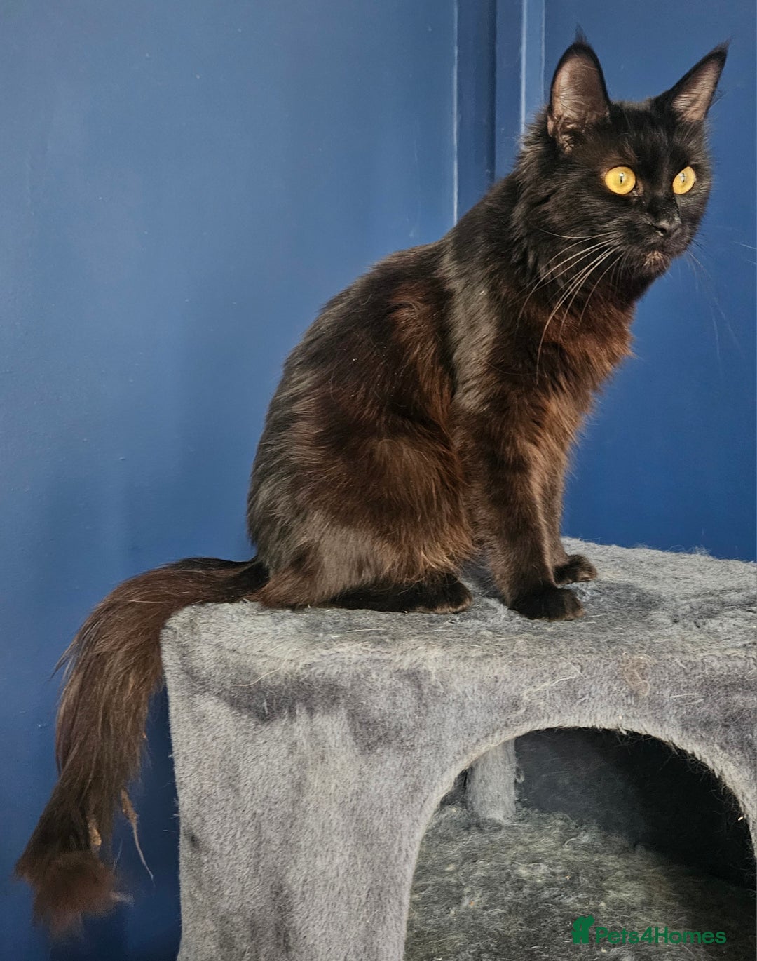 Maine Coon cats for sale: Fantastic XL Main Coons  - Image 4