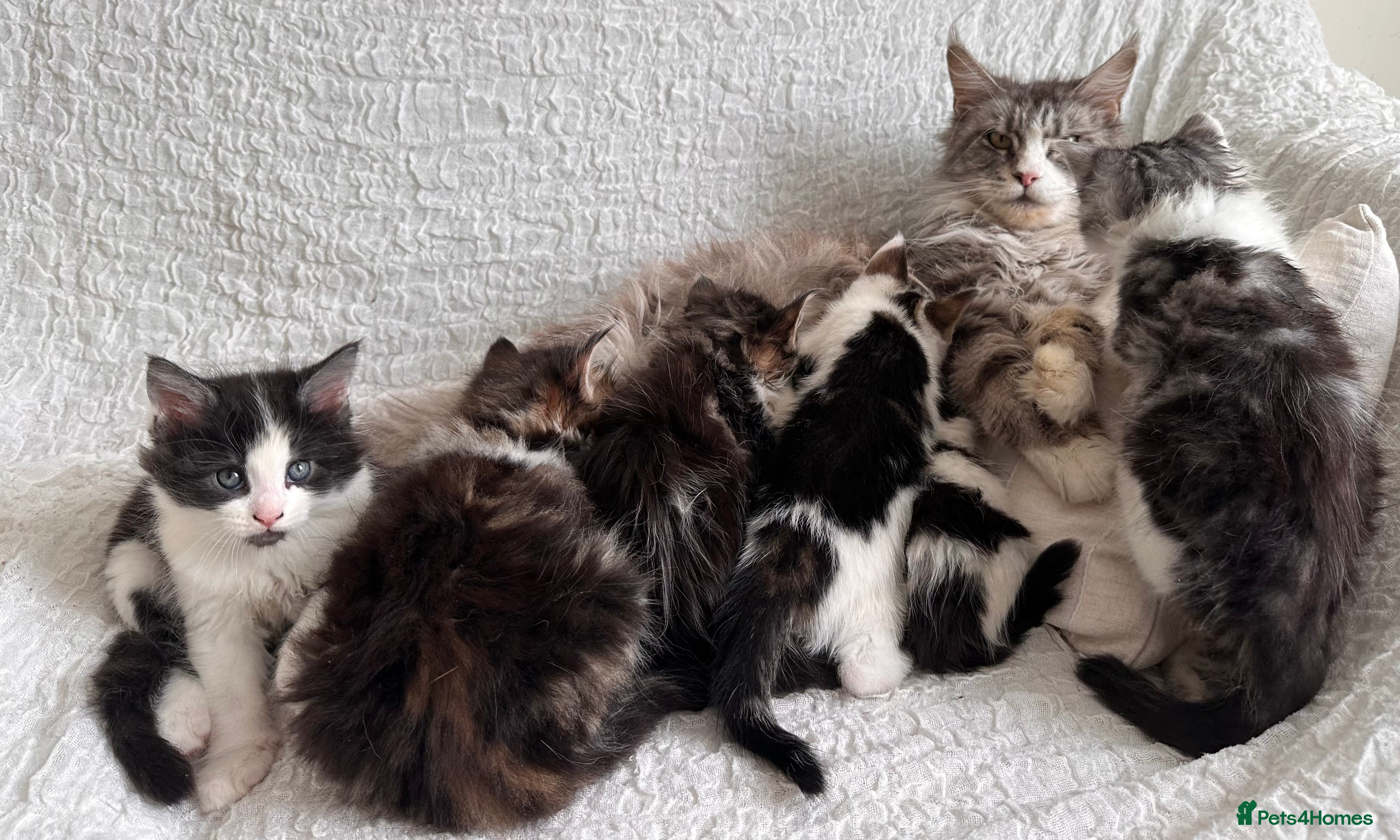 Maine Coon cats GORGEOUS MAINE COON KITTENS - Advert 2