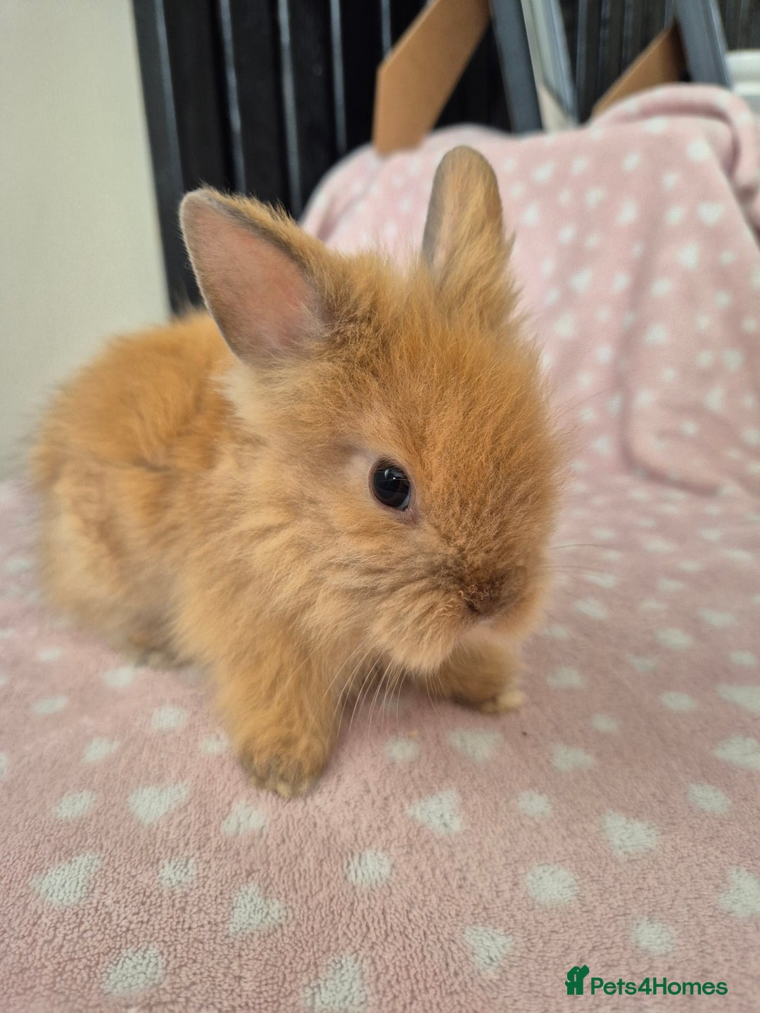 Mini Lion Lop rabbits for sale: 8 Beautiful Lion Lop Bunnies available to reserve. - Image 1