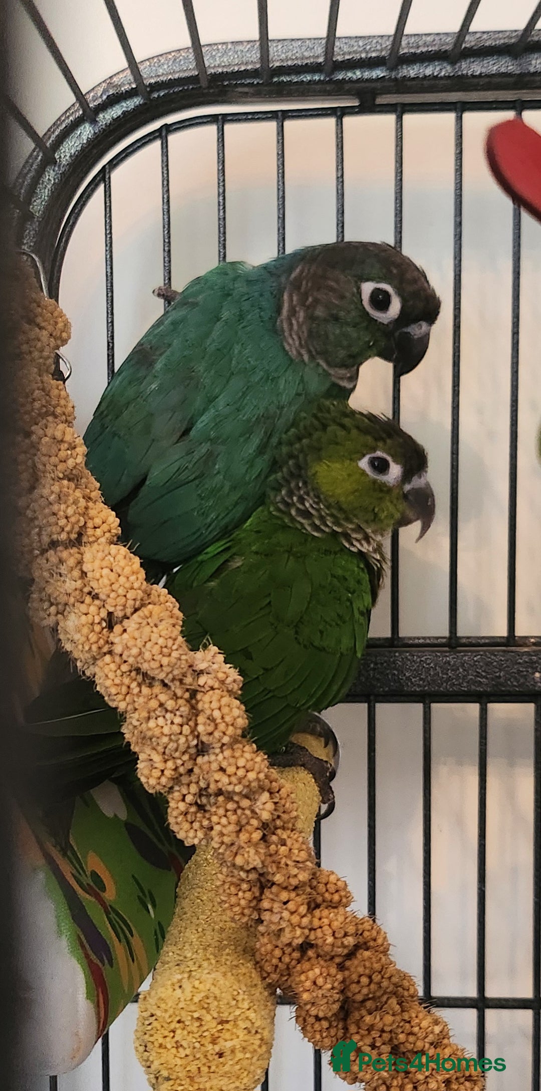 Conures birds for sale: Male and female conure  - Advert 1