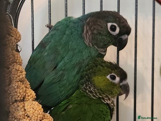 Conures birds Male and female conure - Advert 1