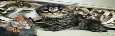 Friendly Female Tabby-Ragdoll Kitten – Lap Lover Alert!