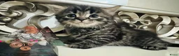 Mixed Breed cats for sale: Tabby-Ragdoll Kittens – Ready for a Forever Homes! - Advert 6