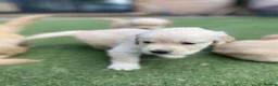 Golden Retriever dogs for sale: KC REGISTERED ®️ 5 STAR ⭐️ GOLDEN RETRIEVER 🐶  - Advert 23