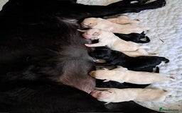 Labrador Retriever dogs for sale: READY NOW - Beautiful Show Type Labrador Puppies - Image 4