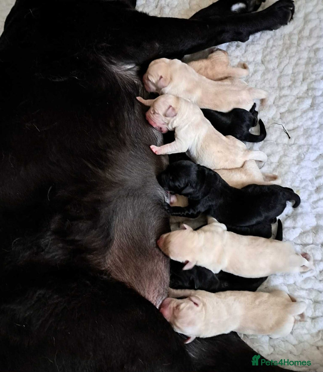 Labrador Retriever dogs for sale: READY NOW - Beautiful Show Type Labrador Puppies - Image 4