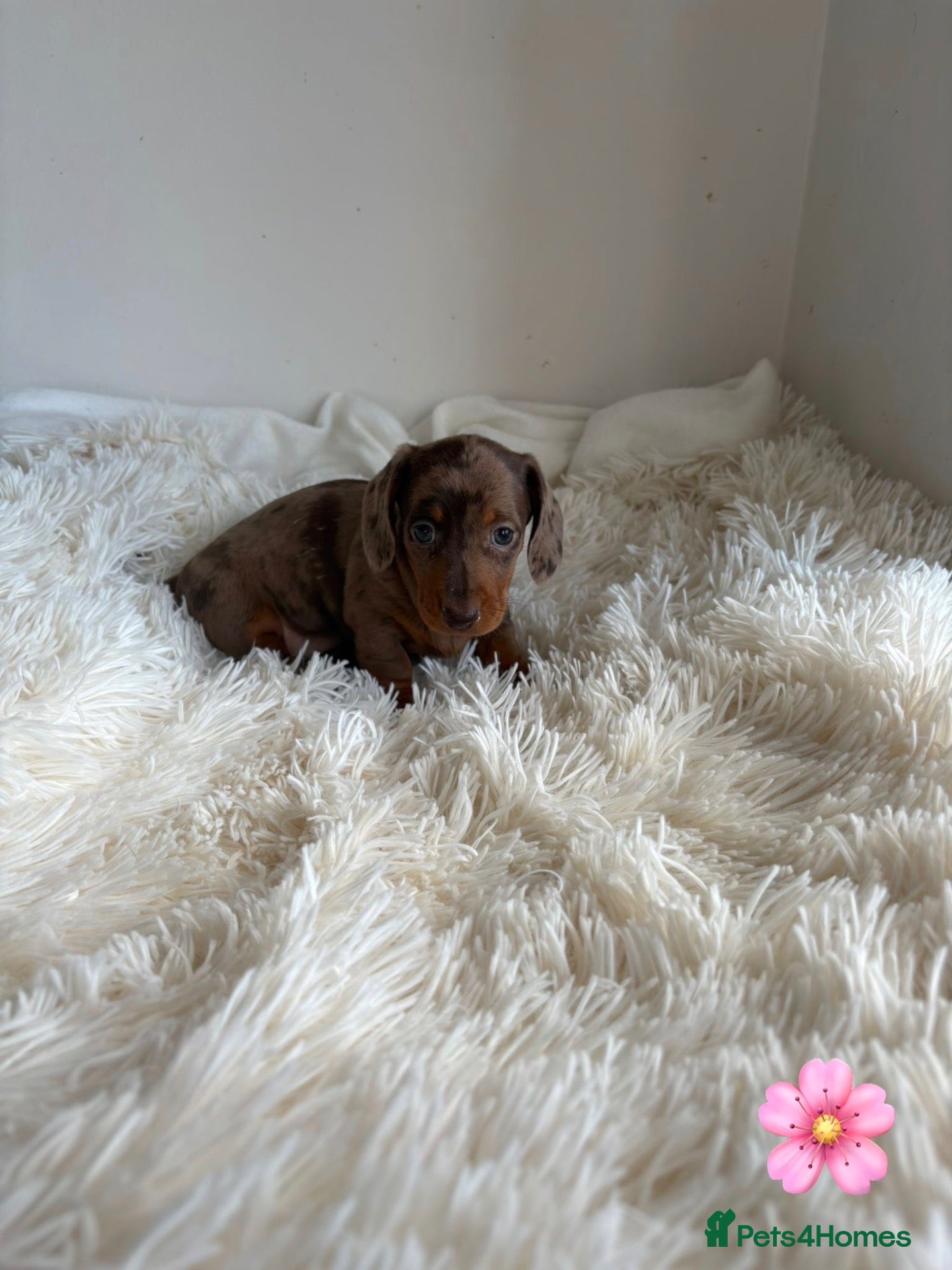 Miniature Dachshund dogs Stunning litter of miniature dachshund pups  - Advert 2