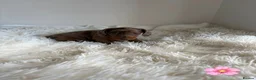 Miniature Dachshund dogs for sale: Stunning litter of miniature dachshund pups  - Advert 2