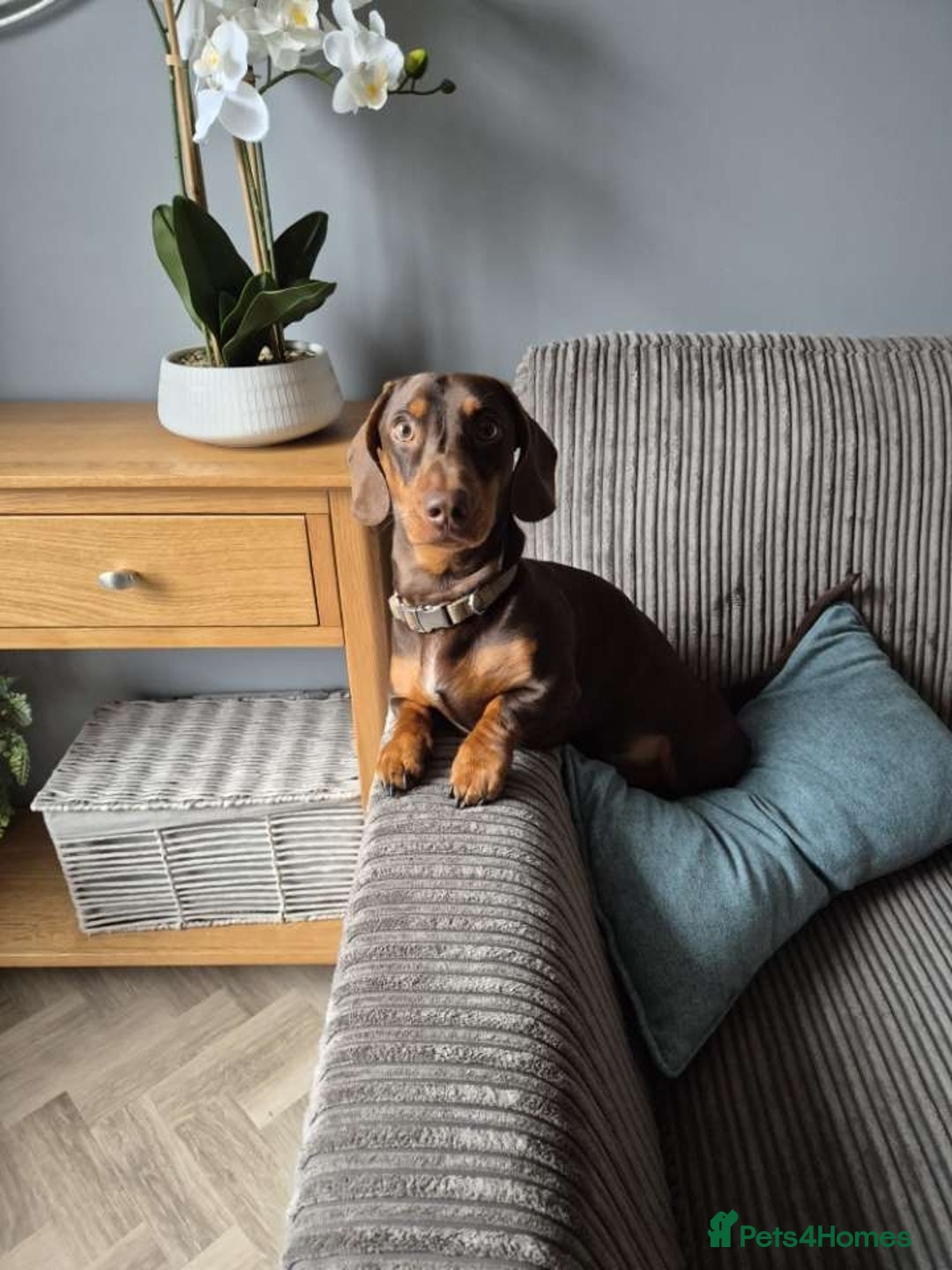 Miniature Dachshund dogs for stud: Chocolate and tan miniature dacshund for stud - Advert 3