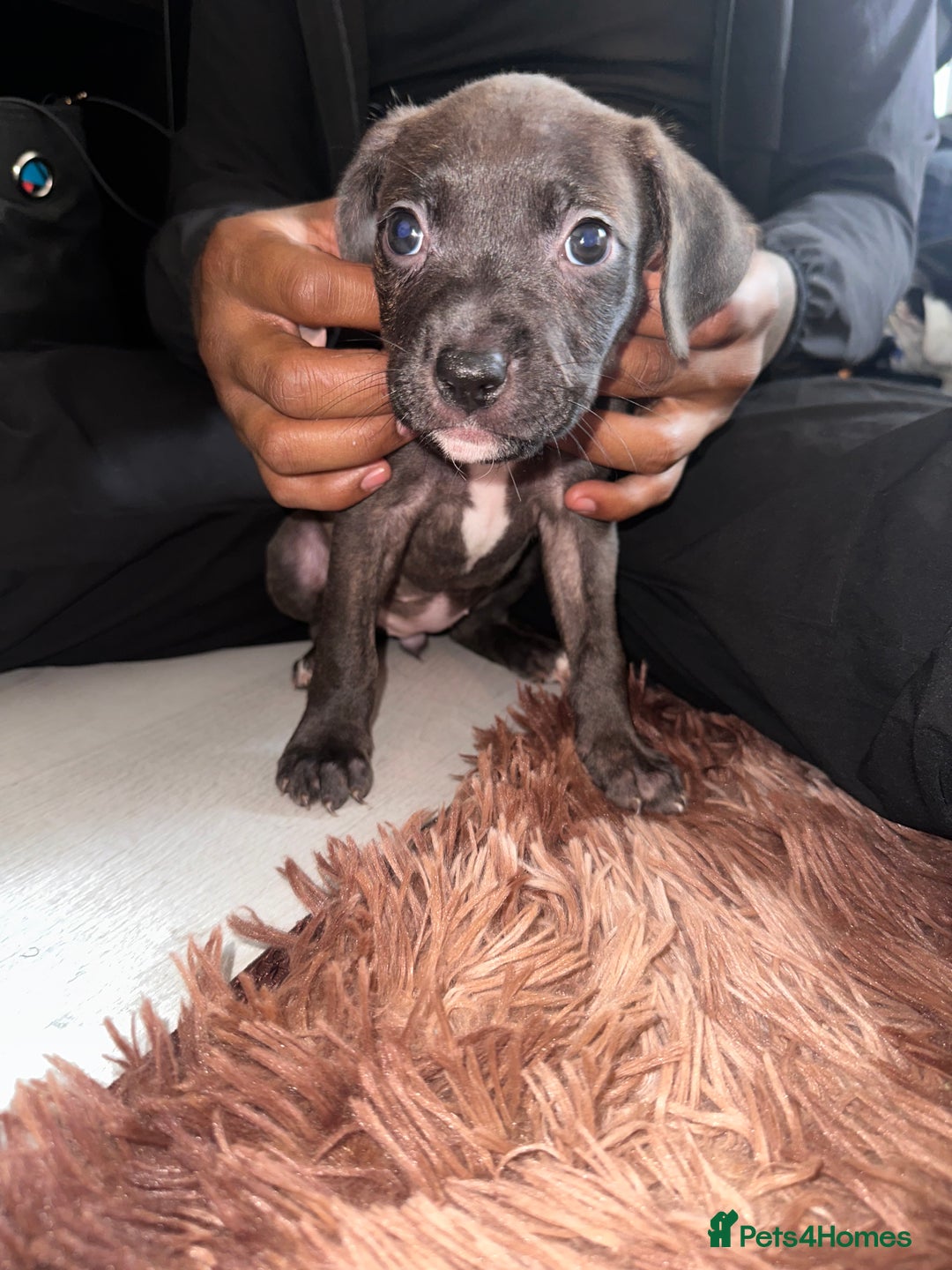 Mixed Breed dogs for sale: Mixed breed for cheap  - Image 5