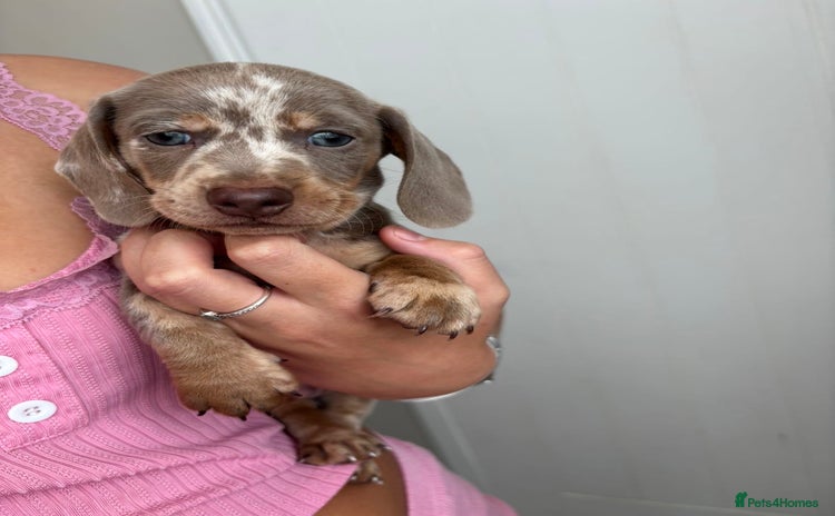 Miniature Dachshund dogs - Advert 2