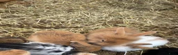 Lionhead rabbits for sale: Rabbits for sale £40 - Advert 3