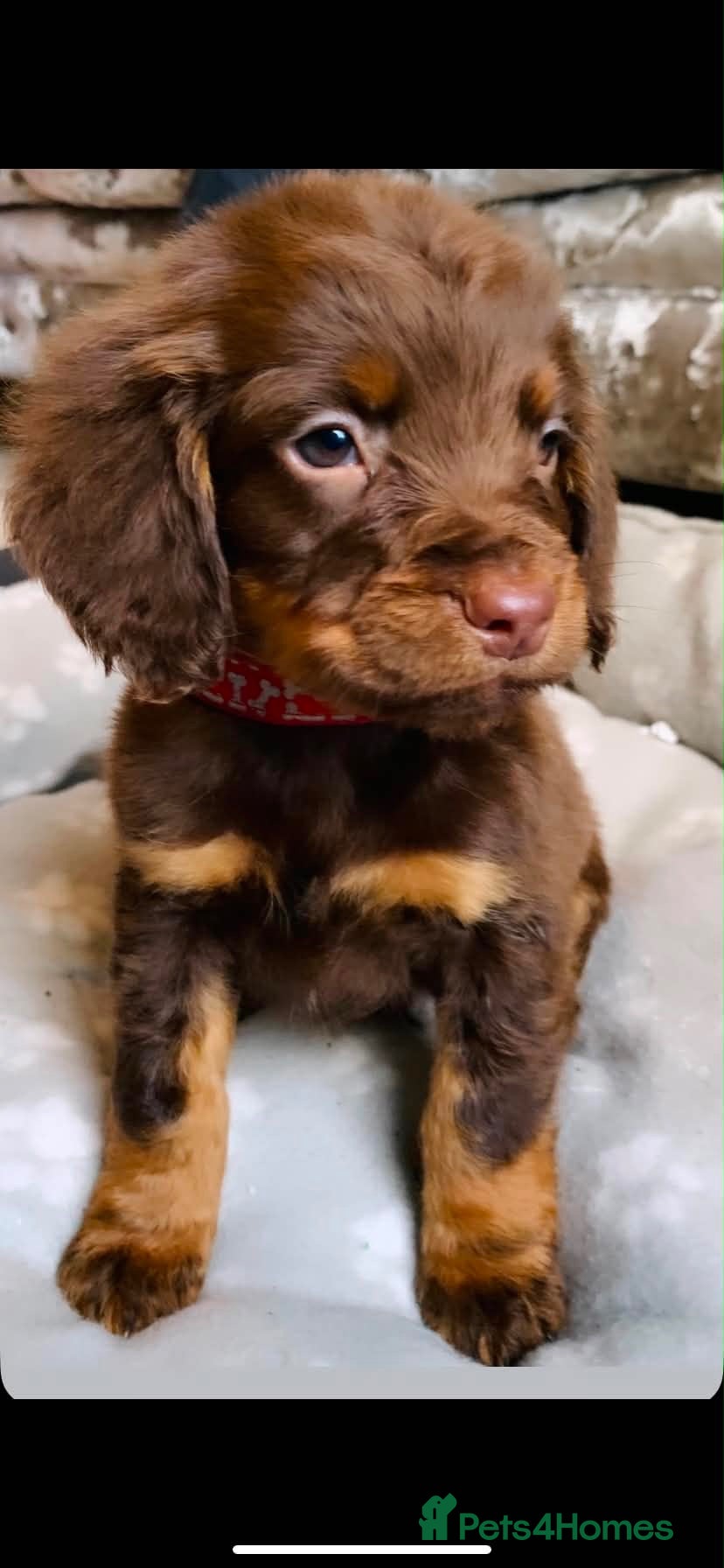 Sprocker dogs Stunning F2 sprocker spaniel puppies !  - Advert 2