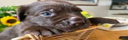 Labrador Retriever dogs for sale: STUNNING Chocolate Labrador Puppies  - Advert 25