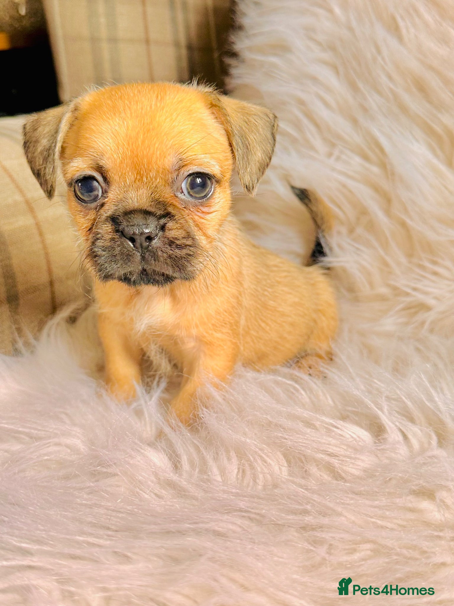 Mixed Breed dogs READY NOW 4 girls available - Advert 8
