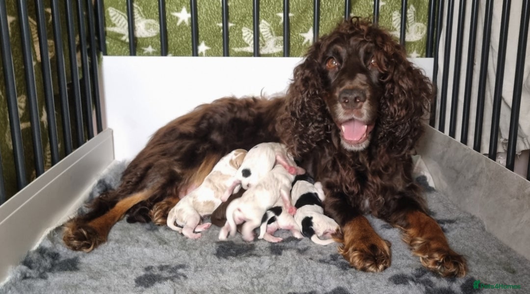 Cockapoo dogs for sale: Beautiful F1 Cockapoos - Image 13