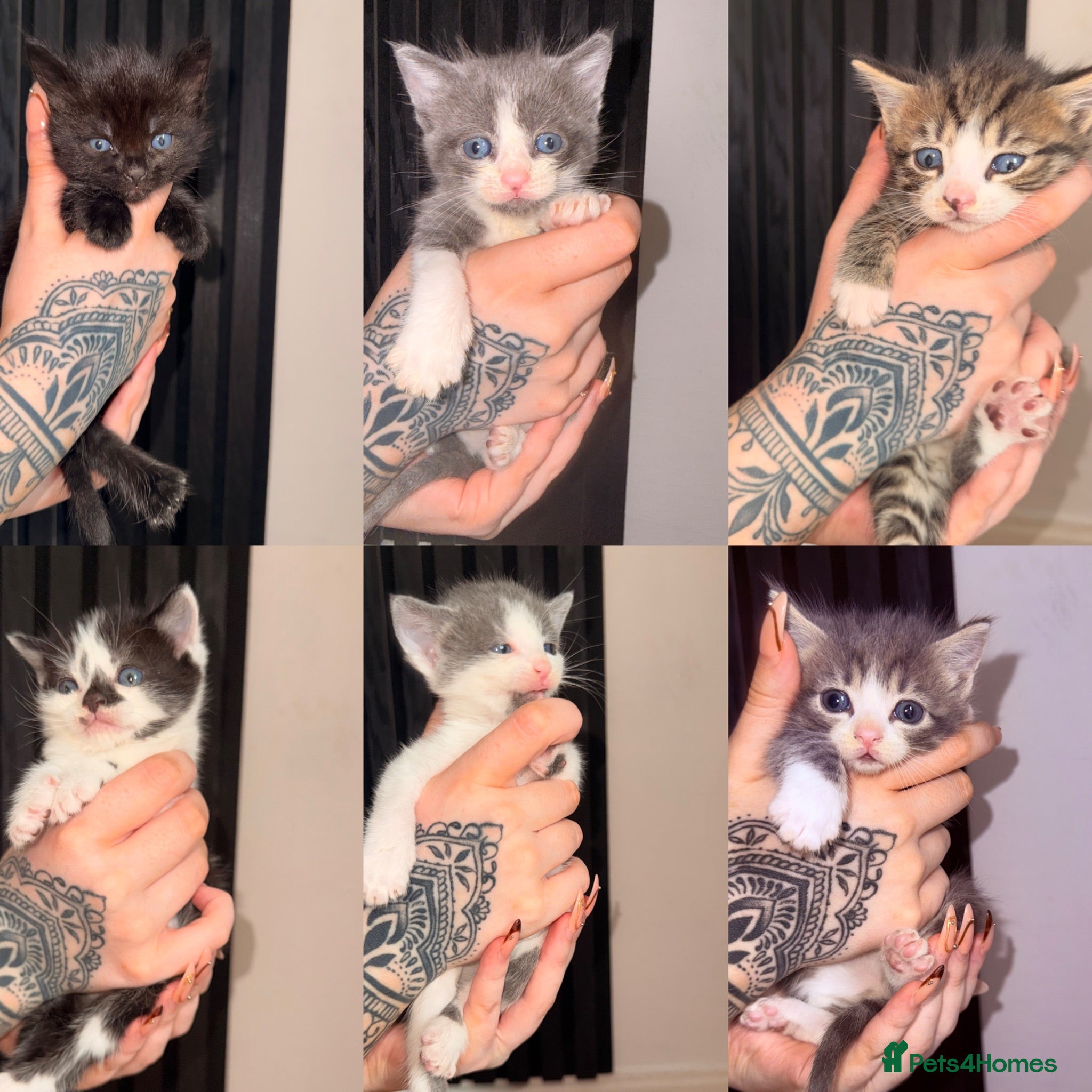 Mixed Breed cats 6 Beautiful Kittens - Advert 1