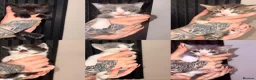 Mixed Breed cats for sale: 6 Beautiful Kittens - Advert 1
