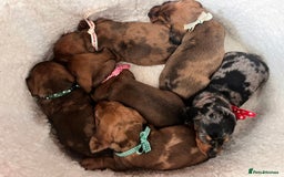 Dachshund dogs for sale: Beautiful Dachshund Puppies 🤩 - Image 8