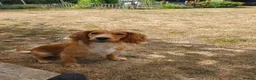 Cocker Spaniel dogs for sale: KC Working cocker spaniel puppies  in Woodbridge - Advert 3