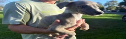 Whippet dogs for sale: Exceptional litter of KC whippets - Advert 8