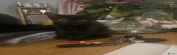 Mixed Breed cats for sale: Beautiful kitten looking for forever home  - Advert 3