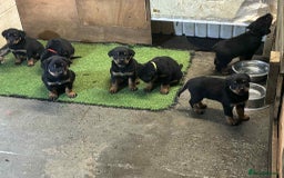 Rottweiler dogs for sale: Rottweiler/rotty puppies - Image 36