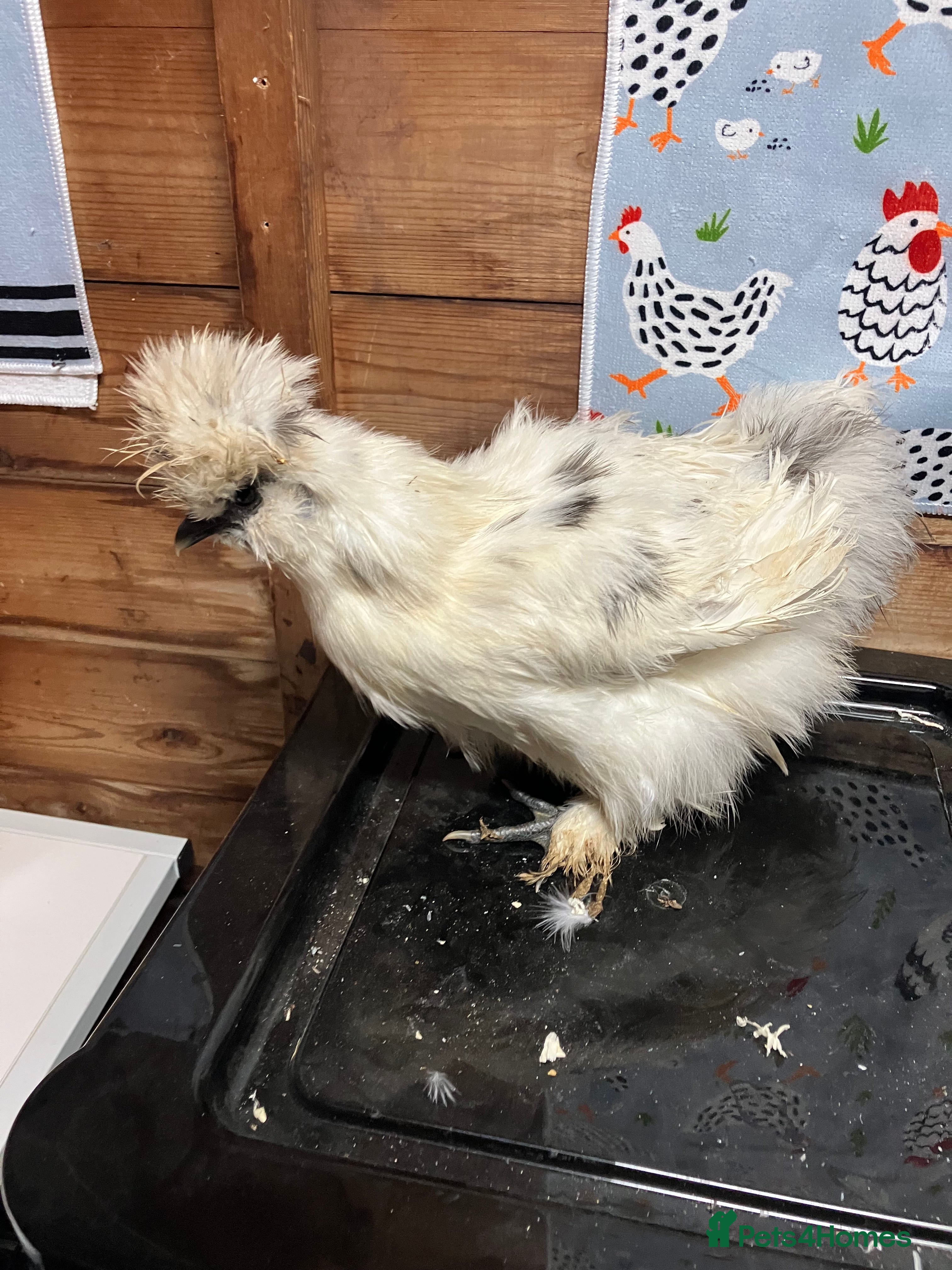 Chickens poultry for sale: Silkie splash roosters - Advert 1
