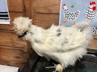 Chickens poultry Silkie splash roosters - Advert 6