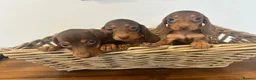 Miniature Dachshund dogs for sale: Beautiful Chocolate & Tan Dachshund Pups Ready Now - Advert 12